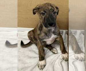 Collie-German Shepherd Dog Mix Dogs for adoption in Mechanicsburg, PA, USA