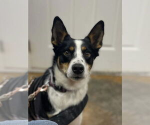 Australian Shepherd-Unknown Mix Dogs for adoption in Bolivar, MO, USA