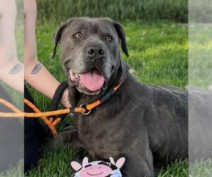 Mutt Dogs for adoption in Modesto, CA, USA
