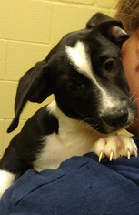 Mutt Dogs for adoption in Belvidere, TN, USA