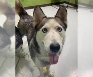 - Mix Dogs for adoption in Temple, TX, USA