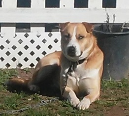 Alaskan Husky-Boxer Mix Dogs for adoption in Yucaipa, CA, USA