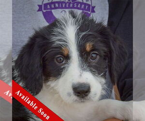 Australian Shepherd-Unknown Mix Dogs for adoption in Huntley, IL, USA