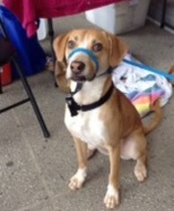 Beago Dogs for adoption in Decatur, GA, USA