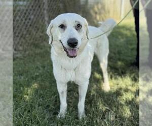 Great Pyrenees Dogs for adoption in Modesto, CA, USA