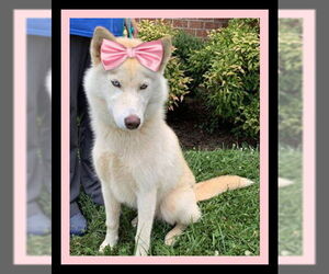 Siberian Husky Dogs for adoption in Mt. Laurel, NJ, USA