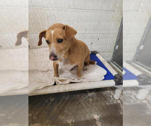 Chiweenie Dogs for adoption in Linton, IN, USA