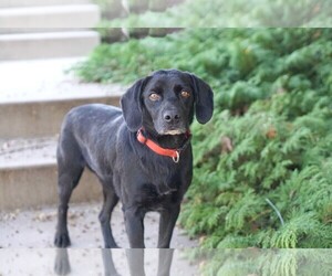 Labrador Retriever Dogs for adoption in Rocky Mount, VA, USA
