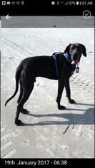 Great Dane Dogs for adoption in Pembroke, GA, USA