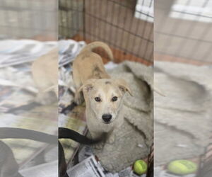 Golden Pyrenees Dogs for adoption in SHERBURNE, NY, USA