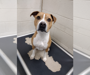 Basenji-Unknown Mix Dogs for adoption in Hilton Head, SC, USA