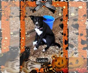 Border Collie-Unknown Mix Dogs for adoption in Granbury, TX, USA