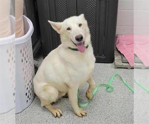 Siberian Husky Dogs for adoption in Naples, FL, USA