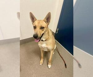 Basenji-German Shepherd Dog Mix Dogs for adoption in HESPERIA, CA, USA