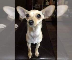 Chihuahua-Unknown Mix Dogs for adoption in Leduc, Alberta, Canada