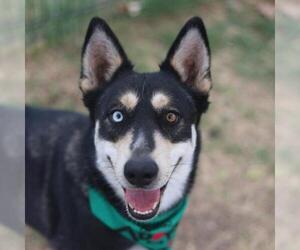 Siberian Husky-Unknown Mix Dogs for adoption in San Antonio, TX, USA