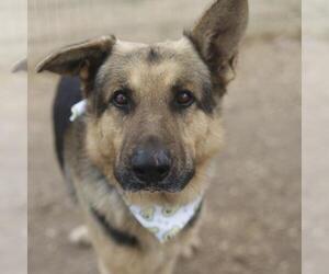 German Shepherd Dog Dogs for adoption in San Antonio, TX, USA