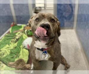 Mutt Dogs for adoption in Fort Collins, CO, USA