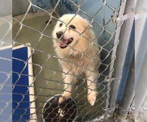 American Eskimo Dog Dogs for adoption in Evansville, IN, USA