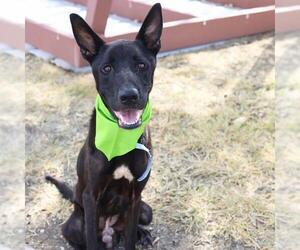 Mutt Dogs for adoption in San Antonio, TX, USA