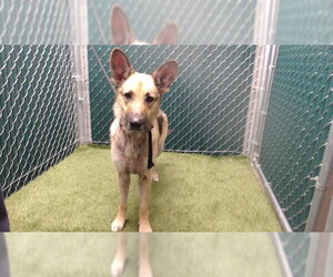 German Shepherd Dog Dogs for adoption in Downey, CA, USA