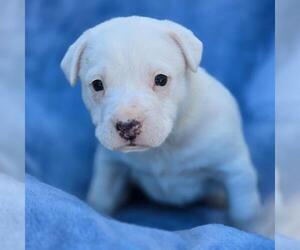 Boxador Dogs for adoption in San Diego, CA, USA