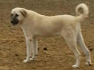 Anatolian Shepherd Dogs for adoption in SAN ANGELO, TX, USA