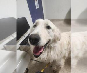 Great Pyrenees Dogs for adoption in Bakersfield, CA, USA