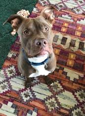 American Pit Bull Terrier-Unknown Mix Dogs for adoption in Green Bay, WI, USA