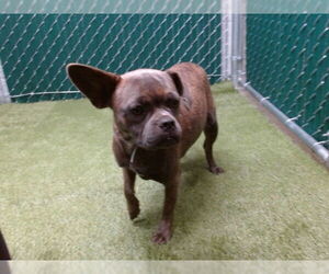 American Pit Bull Terrier-Unknown Mix Dogs for adoption in Downey, CA, USA