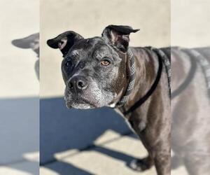 Mutt Dogs for adoption in Orange, CA, USA