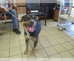 Labrador Retriever-Unknown Mix Dogs for adoption in Ocala, FL, USA