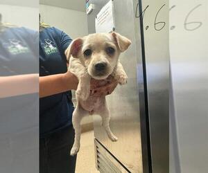 Chihuahua Dogs for adoption in Bakersfield, CA, USA