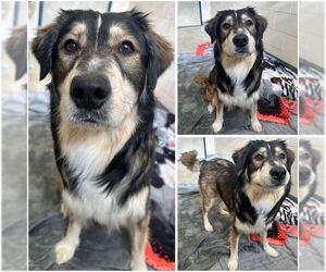 English Shepherd-Siberian Husky Mix Dogs for adoption in Fort Wayne, IN, USA