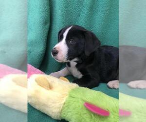 Borador Dogs for adoption in Yreka, CA, USA