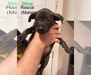 Mutt Dogs for adoption in Evansville, IN, USA