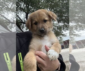 Great Pyrenees-Unknown Mix Dogs for adoption in Oak Bluffs, MA, USA