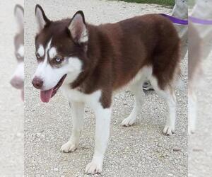 Siberian Husky Dogs for adoption in Monticello, IA, USA