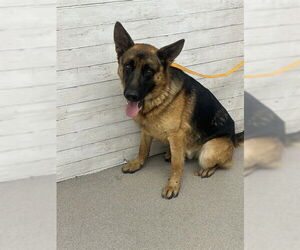 German Shepherd Dog Dogs for adoption in San Bernardino, CA, USA