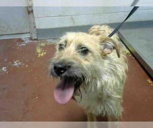 Cairn Terrier Dogs for adoption in Atlanta, GA, USA
