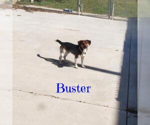 Beagle Dogs for adoption in Maquoketa, IA, USA