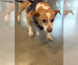 Chihuahua Dogs for adoption in San Martin, CA, USA