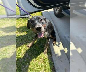 Mutt Dogs for adoption in Houston, TX, USA