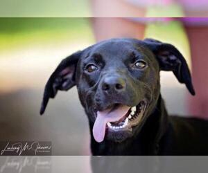 Labralas Dogs for adoption in Pryor, OK, USA