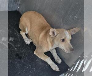 Chihuahua Dogs for adoption in San Antonio, TX, USA