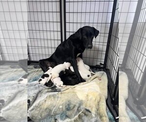 Labrador Retriever-Unknown Mix Dogs for adoption in Evansville, IN, USA