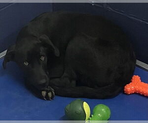 Mutt Dogs for adoption in Sterling, MA, USA