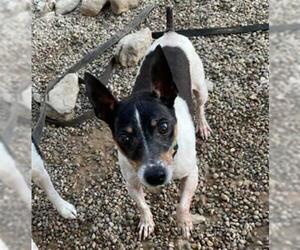 Rat Terrier Dogs for adoption in Louisville, KY, USA