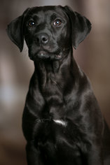 Labrador Retriever Dogs for adoption in Shakopee, MN, USA