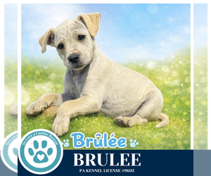 Labrador Retriever-Unknown Mix Dogs for adoption in Kimberton, PA, USA